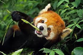 Red Panda eating a bamboo stick