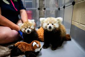 Red panda in capture